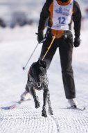 Lenk 2013